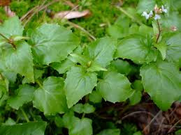 Attēlu rezultāti vaicājumam “Circaea alpina leaf”