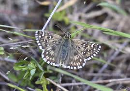 Attēlu rezultāti vaicājumam “Pyrgus alveus upperside”