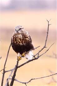 Attēlu rezultāti vaicājumam “Buteo lagopus adult”