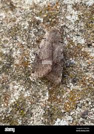 Attēlu rezultāti vaicājumam “Agrochola litura”