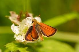 Attēlu rezultāti vaicājumam “Thymelicus lineola male”
