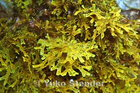 Attēlu rezultāti vaicājumam “Diachea dictyospora (syn. Craterium dictyosporum)”