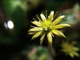 Image result for Aichryson