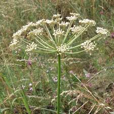 Attēlu rezultāti vaicājumam “Peucedanum oreoselinum”