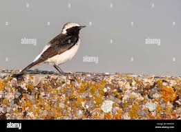 Image result for Oenanthe pleschanka