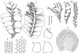 Attēlu rezultāti vaicājumam “Jungermannia sphaerocarpa”