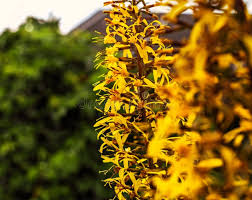 Attēlu rezultāti vaicājumam “Ligularia sibirica flower”