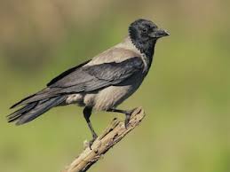 Attēlu rezultāti vaicājumam “Corvus cornix juvenile”