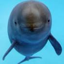 Discovery Channel :: News, Photo Zoom :: Rare Yangtze River ...
