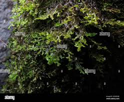 Attēlu rezultāti vaicājumam “Frullania tamarisci”