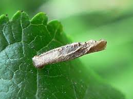 Attēlu rezultāti vaicājumam “Coleophoridae”