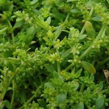 Attēlu rezultāti vaicājumam “Herniaria glabra leaf”