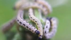 Attēlu rezultāti vaicājumam “Yponomeuta evonymella larva”