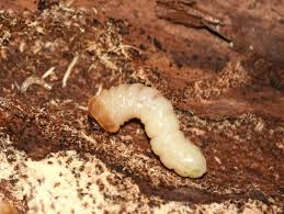 Attēlu rezultāti vaicājumam “Gracillaria syringella larva”