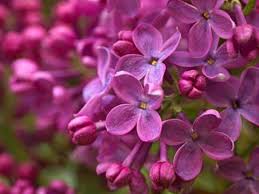 Attēlu rezultāti vaicājumam “Syringa vulgaris”