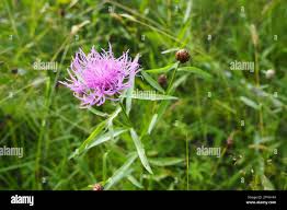 Attēlu rezultāti vaicājumam “Centaurea jacea leaf”