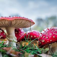 Attēlu rezultāti vaicājumam “Amanita muscaria”