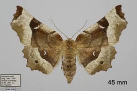 Attēlu rezultāti vaicājumam “Selenia tetralunaria”