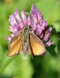 Attēlu rezultāti vaicājumam “Thymelicus lineola underside”