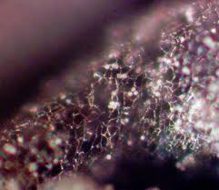 Attēlu rezultāti vaicājumam “Stemonitopsis hyperopta var. landewaldii spores”