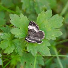 Attēlu rezultāti vaicājumam “Spargania luctuata”