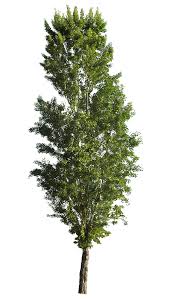 Attēlu rezultāti vaicājumam “Populus”