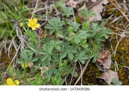 Attēlu rezultāti vaicājumam “Potentilla reptans leaf”