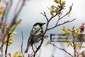 Image result for Dendroica pensylvanica