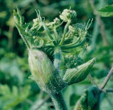 Attēlu rezultāti vaicājumam “Heracleum sosnowskyi fruit”