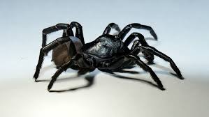 Image result for spider