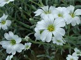 Image result for cerastium tomentosum