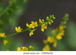 Attēlu rezultāti vaicājumam “Agrimonia pilosa leaf”