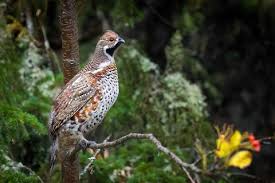 Attēlu rezultāti vaicājumam “Tetrastes bonasia”