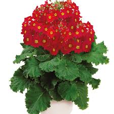 Image result for Primula malacoides