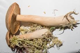 Attēlu rezultāti vaicājumam “Lactarius”