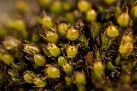 Attēlu rezultāti vaicājumam “Schistidium apocarpum sporophyte”
