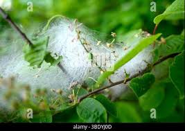 Attēlu rezultāti vaicājumam “Yponomeuta evonymella larva”