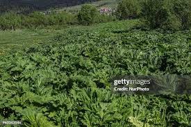 Attēlu rezultāti vaicājumam “Heracleum sosnowskyi”