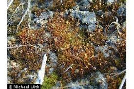 Attēlu rezultāti vaicājumam “Didymodon tophaceus”