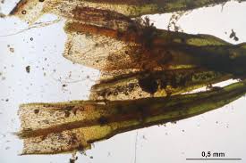 Attēlu rezultāti vaicājumam “Bryoerythrophyllum recurvirostrum”