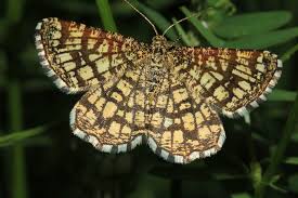 Attēlu rezultāti vaicājumam “Chiasmia clathrata”