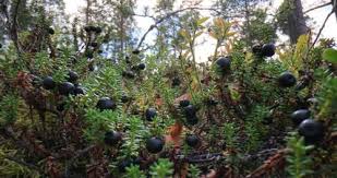 Attēlu rezultāti vaicājumam “Empetrum nigrum”