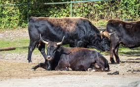 Attēlu rezultāti vaicājumam “Bos primigenius taurus”