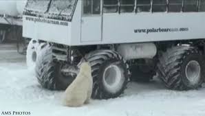 Image result for tundra buggy