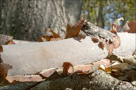 Attēlu rezultāti vaicājumam “Vuilleminia comedens”