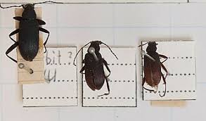 Attēlu rezultāti vaicājumam “Alleculidae”