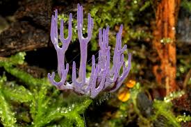 Attēlu rezultāti vaicājumam “Clavulina amethystina”