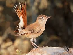 Image result for Cercotrichas galactotes