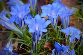 Image result for Enzian