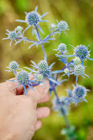 Attēlu rezultāti vaicājumam “Eryngium planum”